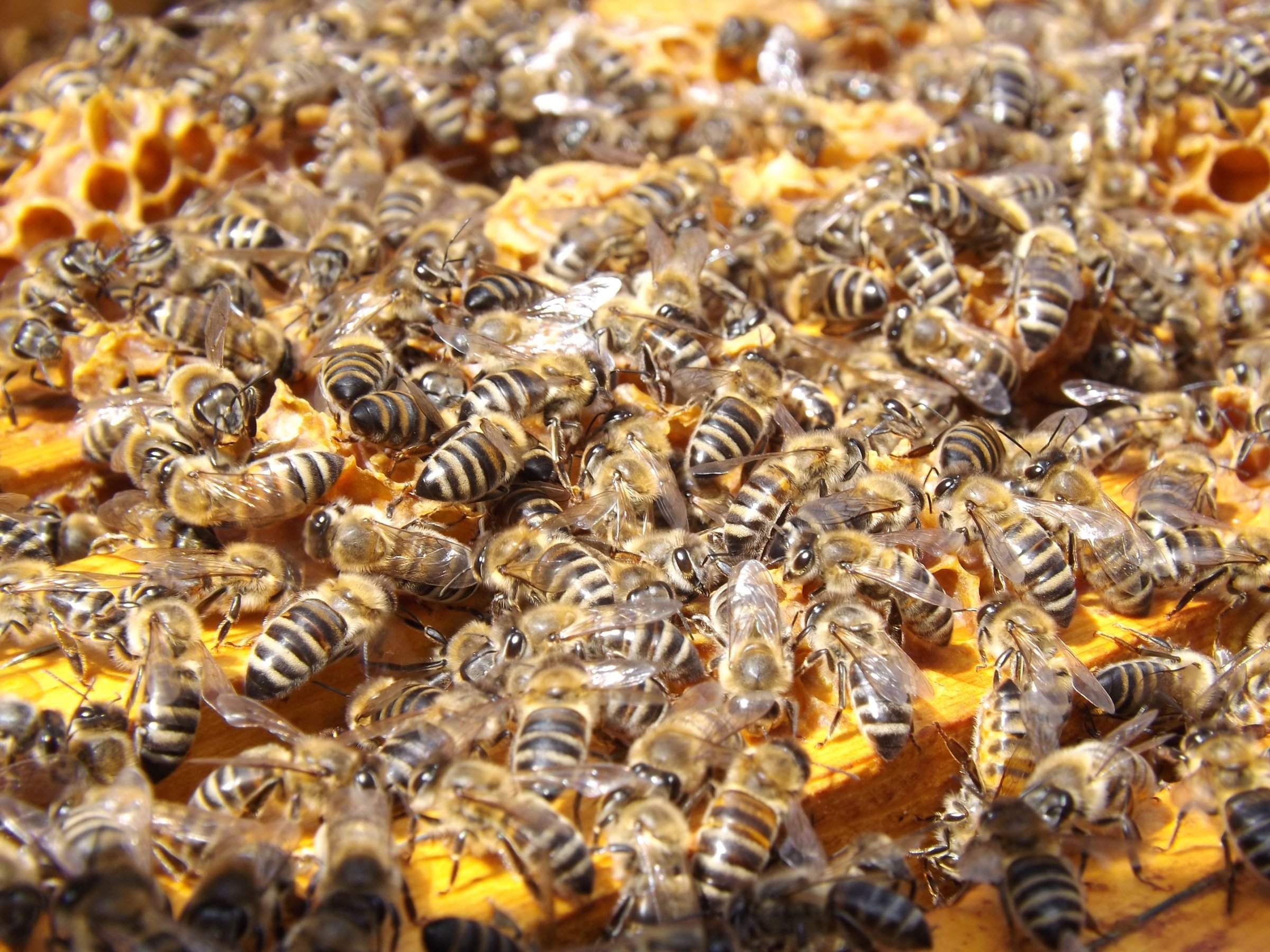 Bienen, aus der Forschung zu kollektiven Systemen