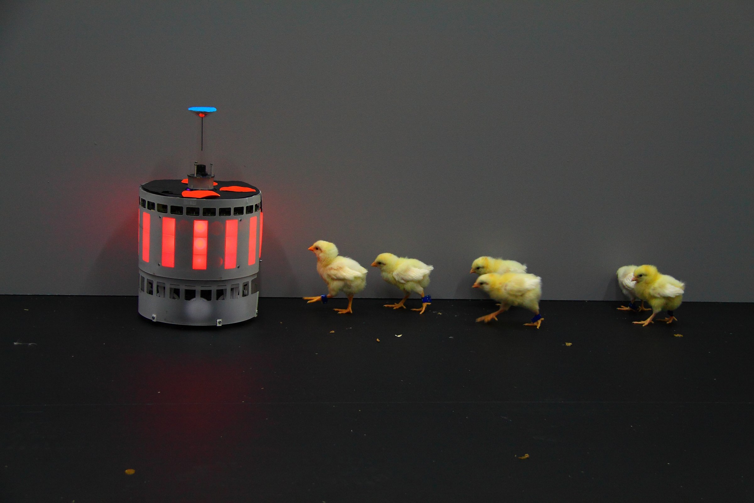 Ein Roboter zwischen Küken, aus der Forschung zu bio-hybriden Systemen