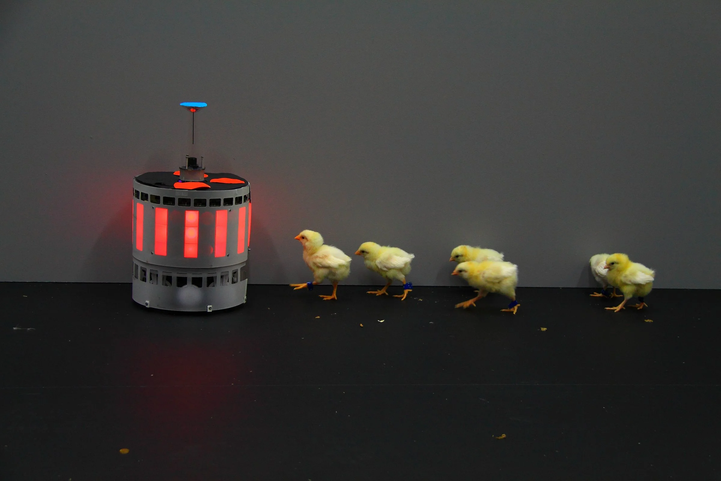 Ein Roboter zwischen Küken, aus der Forschung zu bio-hybriden Systemen